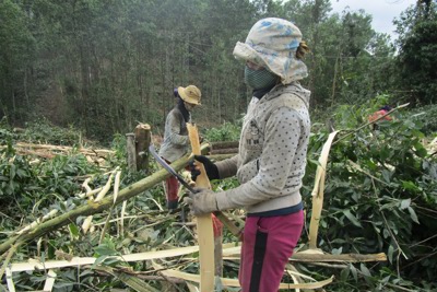 “Siết” thai khác keo non, Quảng Ngãi yêu cầu doanh nghiệp làm cam kết