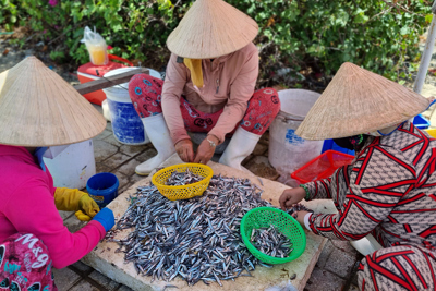 Khánh Hòa: Ngư dân thấp thỏm lo mất mùa cá cơm  