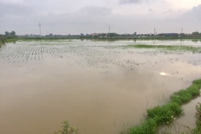 Huyện Thường Tín tập trung khắc phục hậu quả cơn bão số 2