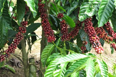 Giá cà phê hôm nay 13/8: Robusta tiếp tục tăng, trong nước chạm mốc 49.000 đồng/kg