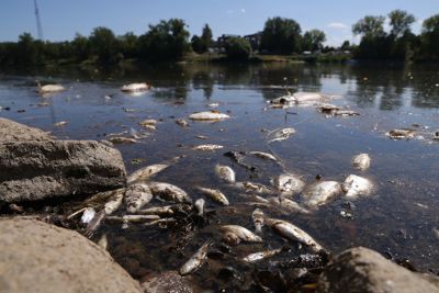 Ba Lan "treo thưởng" người tìm ra nguyên nhân sông ô nhiễm