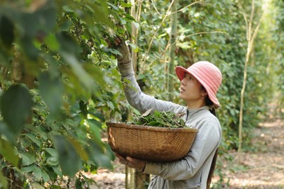 Giá tiêu hôm nay 15/8: Kỳ vọng đơn hàng tăng mạnh từ thị trường trọng điểm