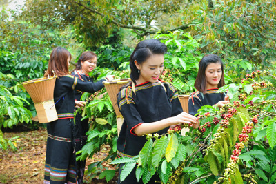 Giá cà phê hôm nay 16/8: Robusta tăng tiếp, trong nước cao nhất 6 năm qua