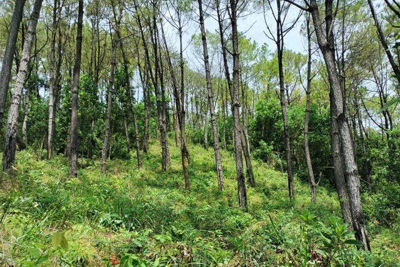 Cần nghiêm trị hành vi đầu độc, hủy hoại cây rừng
