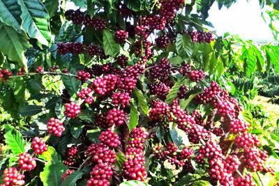 Giá cà phê hôm nay 23/8: Arabica tăng mạnh, trong nước gần 49.000 đồng/kg