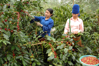 Giá cà phê hôm nay 26/8: Arabica tiếp tục tăng, trong nước về dưới 50.000 đồng/kg