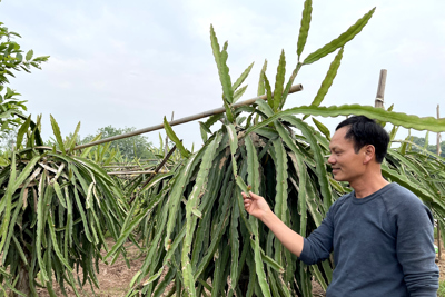Sản xuất trái cây VietGAP tăng thu nhập cho nông dân Đồng Mai
