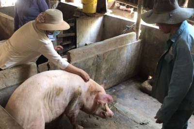 Sở NN&PTNT Quảng Ngãi thông tin về việc lợn chết sau khi tiêm vaccine