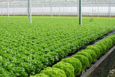 Hà Nội: Đưa trồng trọt hữu cơ trở thành ngành mũi nhọn 