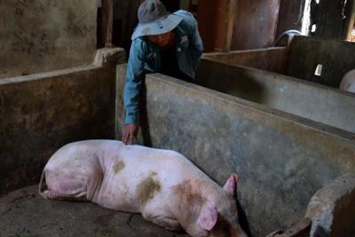 Tìm nguyên nhân lợn chết sau tiêm vaccine ngừa dịch tả châu Phi