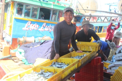 Quảng Ngãi: Tàu thuyền đầy ắp tôm cá, ngư dân phấn khởi cập cảng