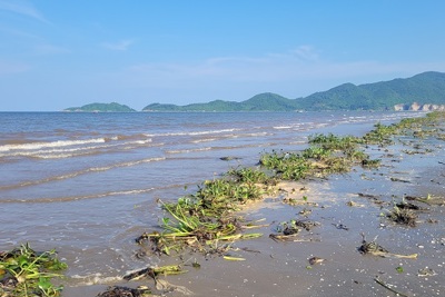 Hà Tĩnh: Bèo tây xuất hiện dày đặc ở biển Cửa Sót