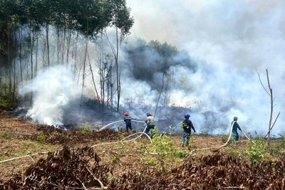 Quảng Trị: Kịp thời chữa cháy, ứng cứu hàng chục ha rừng tràm