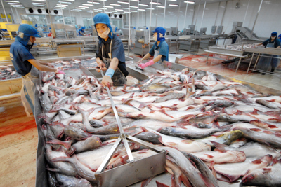 Cá tra, basa Việt Nam bán vào Mỹ, giữ nguyên mức thuế chống bán phá giá
