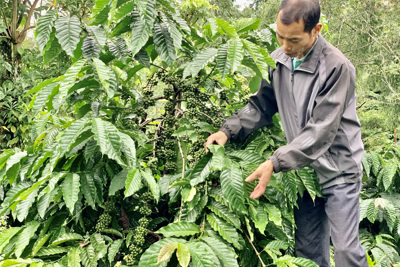 Giá cà phê hôm nay 19/9: Giá cà phê ra sao sau cuộc họp của Fed?