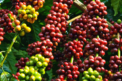 Giá cà phê hôm nay 21/9: Đồng loạt tăng mạnh, Robusta thêm hơn 30 USD/tấn