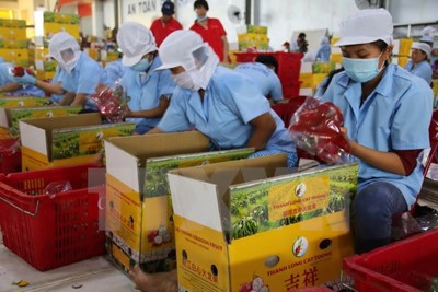 Triển vọng mới cho trái cây Việt vào Trung Quốc