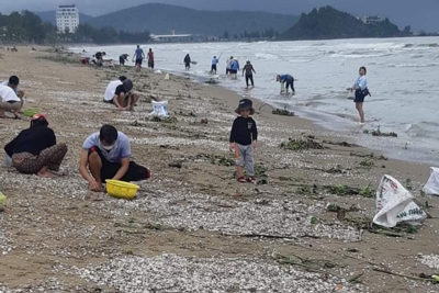Nghệ An: Hàng tấn sò bị sóng đánh dạt vào biển Cửa Lò