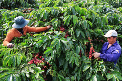 Giá cà phê hôm nay 11/10: Đắk Lắk tăng nhẹ, tồn kho vụ cũ cạn kiệt