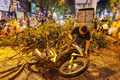 Ai chịu trách nhiệm bồi thường khi cây xanh ngã, đổ gây tai nạn?