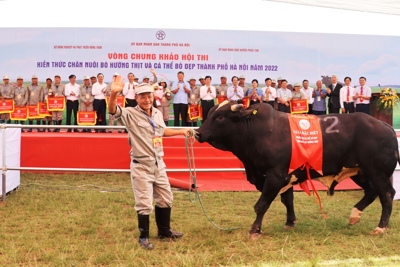 Hà Nội: Sôi nổi Hội thi “nam vương”, “hoa hậu” bò 2022