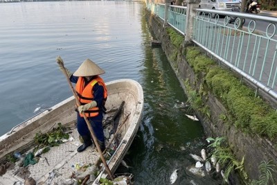 Hà Nội: Khẩn trương khắc phục tình trạng cá chết nổi trắng một góc hồ Tây