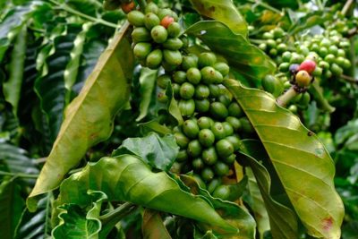 Giá cà phê hôm nay 19/10: Arabica thấp nhất một năm qua, đâu là nguyên nhân?