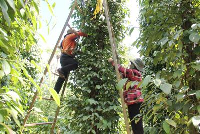 Giá tiêu hôm nay 19/10: Điểm yếu của hồ tiêu Brazil đang được tận dụng tốt?