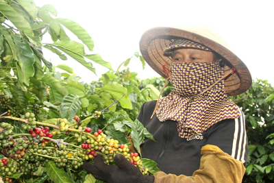 Giá cà phê hôm nay 21/10: Robusta tăng trở lại, Arabica tiếp tục bị bán mạnh