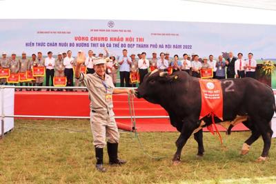 Cơ hội quảng bá, nâng tầm ngành chăn nuôi bò Thủ đô