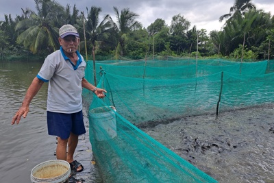 Lão nông tiên phong nuôi cá trong “vèo”, lãi hơn 300 triệu đồng/năm