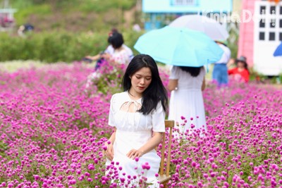 Hà Nội: Giới trẻ mê mẩn “check-in" với hoa bách nhật tím
