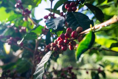 Giá cà phê hôm nay 16/11: Arabica giảm mạnh, trong nước về dưới 40.000 đồng/kg