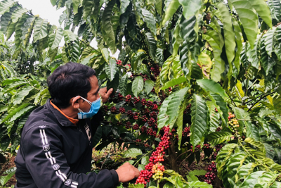 Giá cà phê hôm nay 18/11: Robusta hồi phục sau khi chạm đáy, tăng 300 đồng/kg