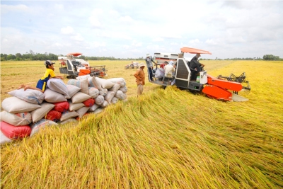 Làm gì để nâng cao chuỗi giá trị lúa gạo vùng Đồng bằng sông Cửu Long?