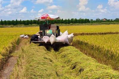 Xuất khẩu gạo tăng cao kỷ lục cả về sản lượng và giá