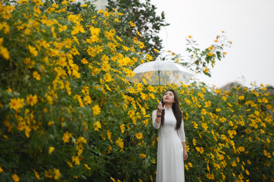 Đẹp ngỡ ngàng vườn hoa dã quỳ giữa trung tâm Hà Nội