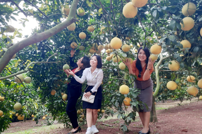 Du lịch miệt vườn ở Bắc Giang hút khách mùa cam, bưởi