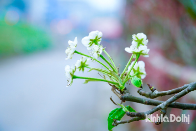Hà Nội: Chiêm ngưỡng vẻ đẹp hoa lê rừng xuống phố