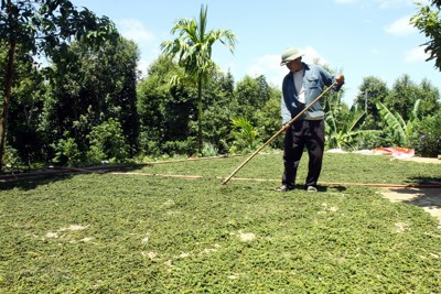 Giá tiêu hôm nay 4/12: Tăng 1.000 - 1.500 đồng/kg trong tuần, thách thức còn nhiều