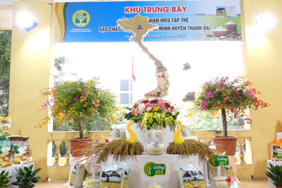 Hà Nội: Công bố nhãn hiệu Gạo chất lượng cao Bình Minh - Thanh Oai