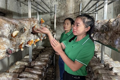 Quảng Bình: Trồng nấm mang thu nhập cao cho người dân Quảng Hoà
