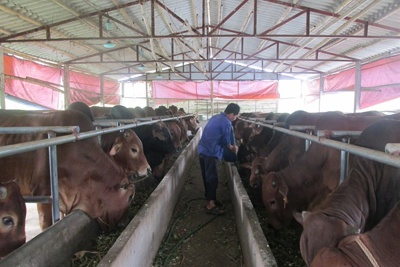 Bò nuôi bằng chất cấm được nhập lậu về Việt Nam: Lẽ nào bó tay?