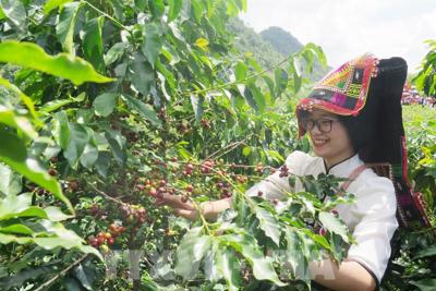 Giá cà phê hôm nay 14/12: Robusta chững lại, Arabica tiếp tục tăng