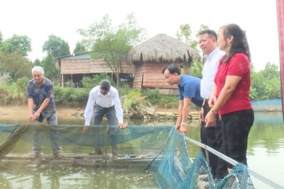 Hà Nội: Cá nheo du nhập từ Mỹ mở hướng phát triển kinh tế mới