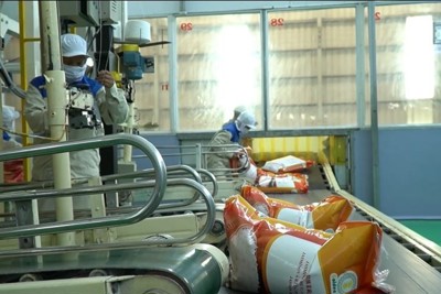Lập đỉnh giá xuất khẩu, gạo Việt tiến sát ngôi đầu thế giới