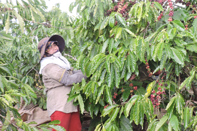 Giá cà phê hôm nay 24/12: Arabica quay đầu tăng trước lễ Giáng Sinh  