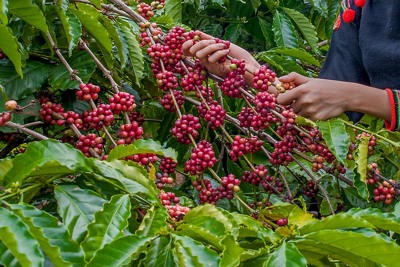 Giá cà phê hôm nay 25/12: Arabica tăng tốt, thị trường nhiều tín hiệu lạc quan