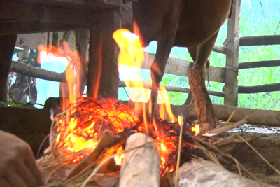Quảng Ngãi: Đốt lửa sưởi ấm cho gia súc trong rét lạnh
