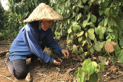 Giá tiêu hôm nay 31/12: Giải mã nguyên nhân giá tiêu cuối năm tăng  